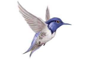 Magiray, kolibri, spa-logo